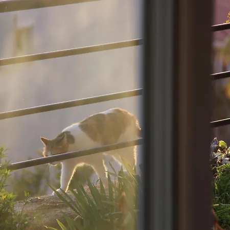 公寓 Apex Apart 卡斯